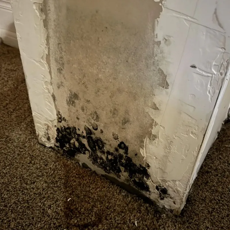 Professional Mold Removal in Wallace, NC
